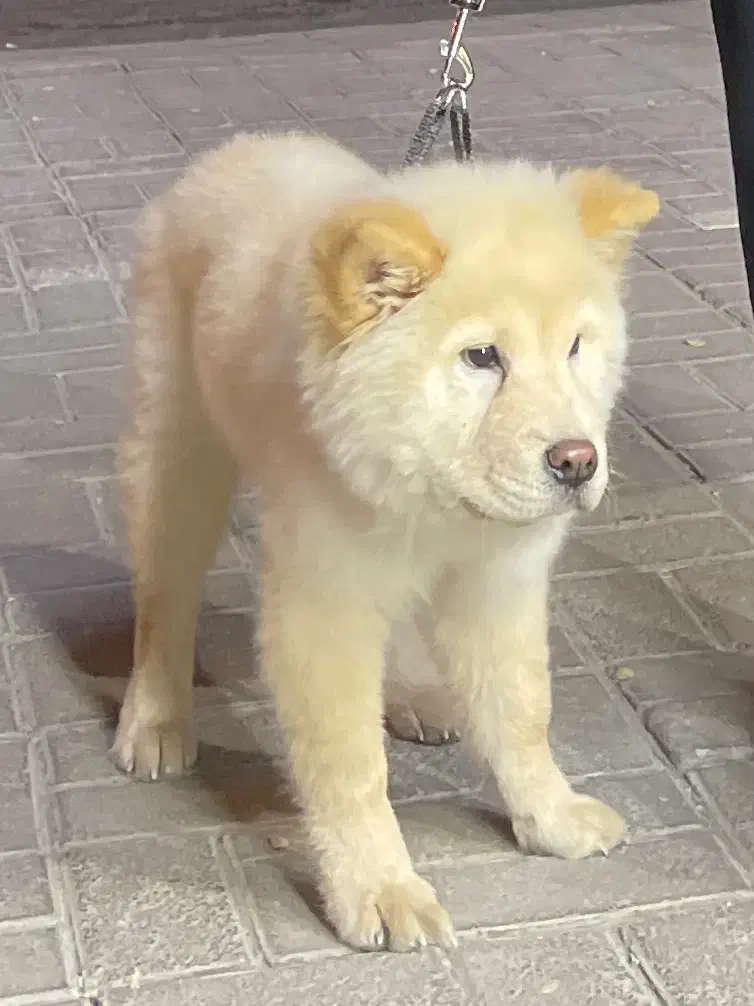 چاو چاو|سگ|تهران, حر|دیوار