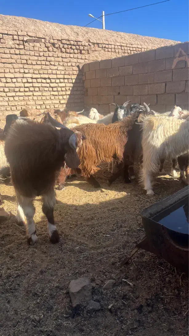 بزغاله چاق مناسب قصابی|حیوانات مزرعه|یونسی, |دیوار