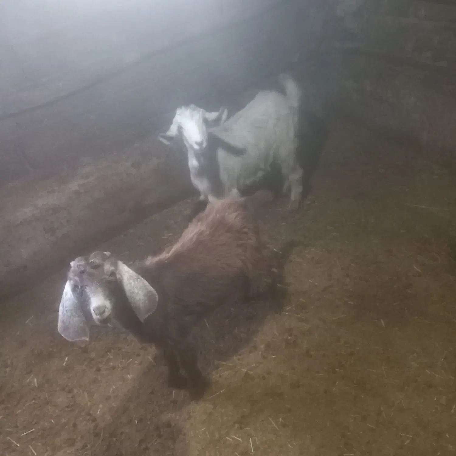 بزغاله شیک|حیوانات مزرعه|سنقر, |دیوار