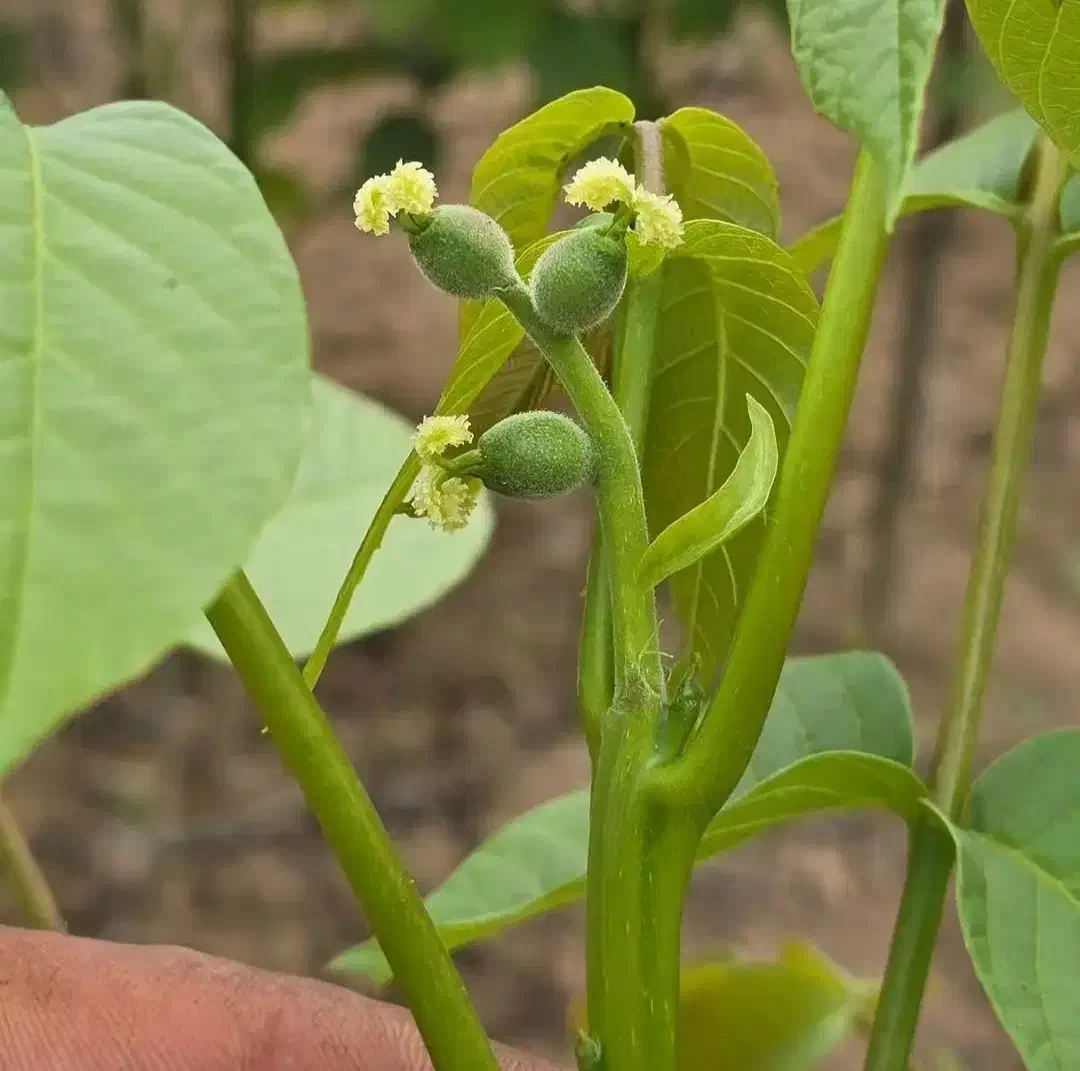 نهالستان گردو سفید|گل و گیاه طبیعی|اردستان, |دیوار