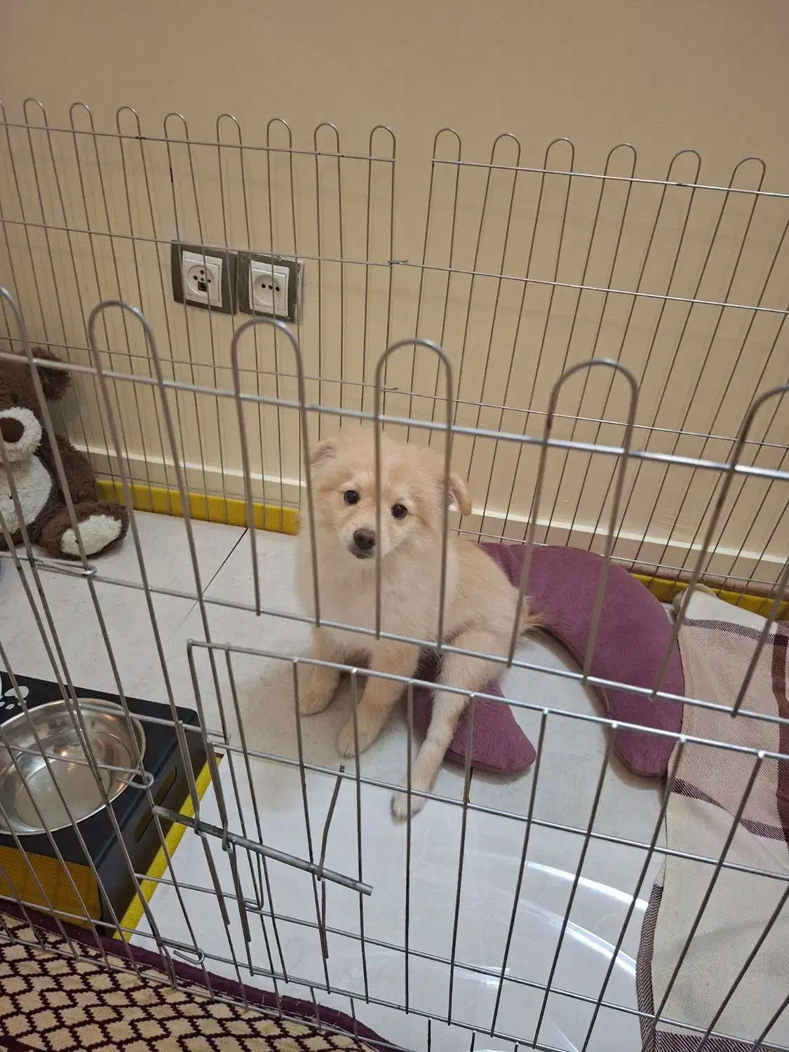 واگذاری توله سه ماهه|سگ|تهران, زمزم|دیوار