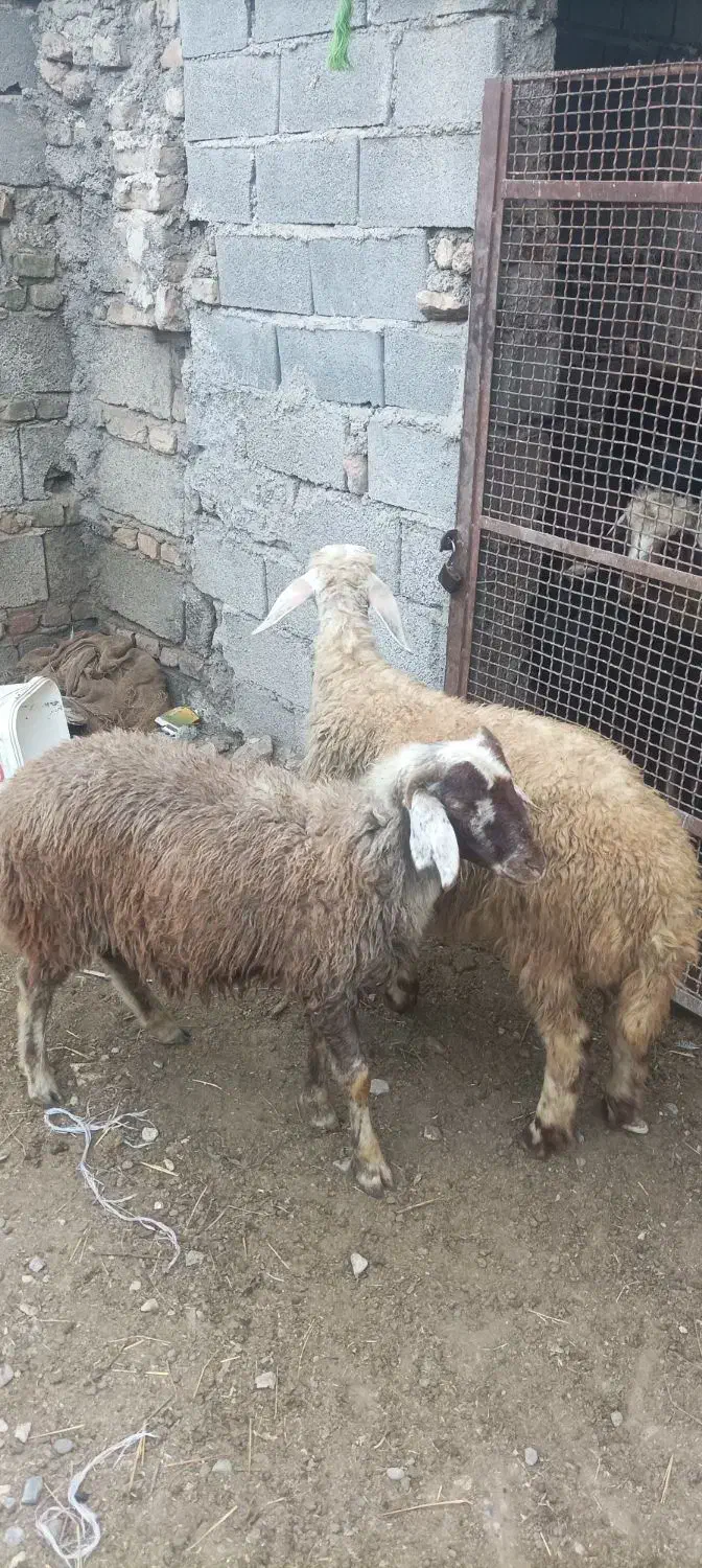 دوتا توقلی نرجنس|حیوانات مزرعه|سنگدوین, |دیوار