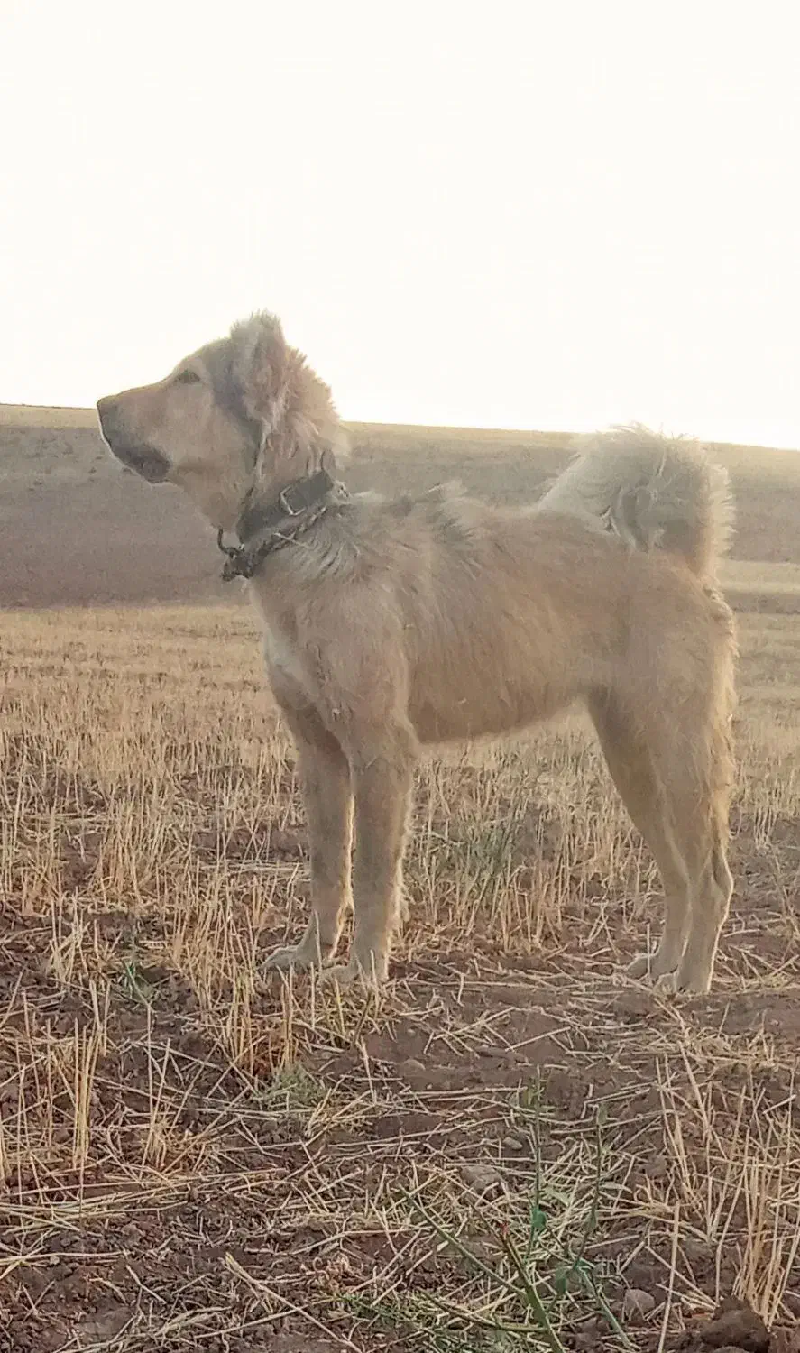 سگ ماده|سگ|بستان آباد, |دیوار