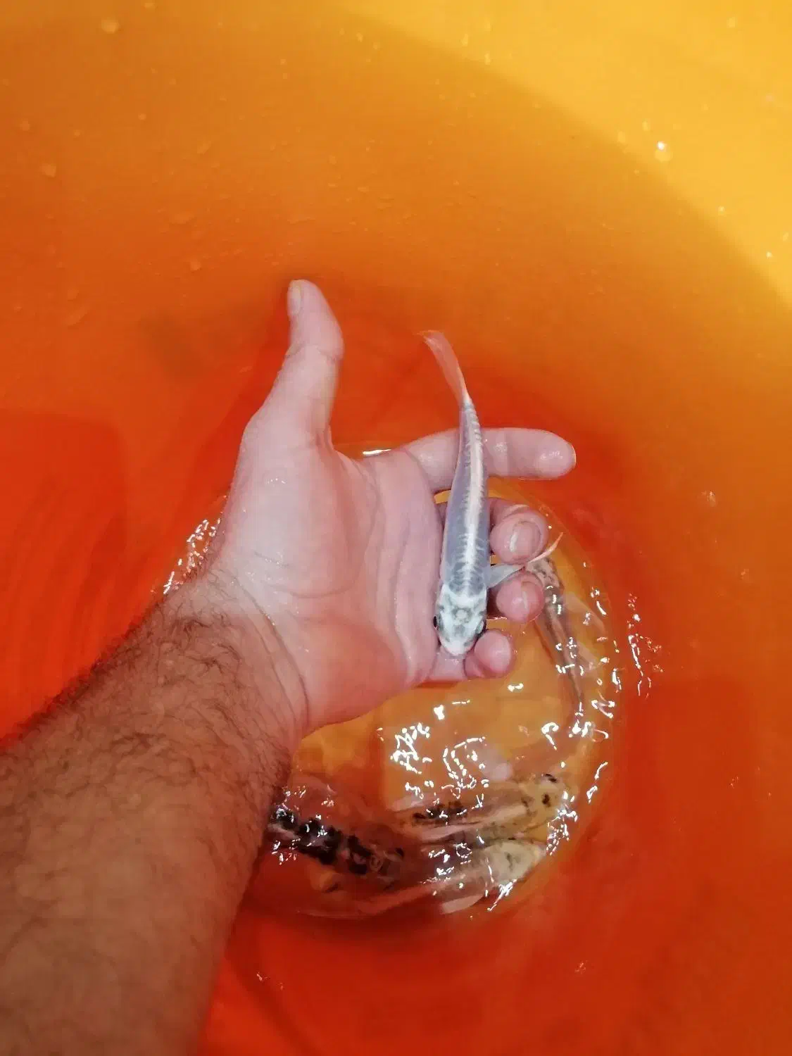 ماهی کوی باله بلند چرم|ماهی|اصفهان, فرح آباد|دیوار