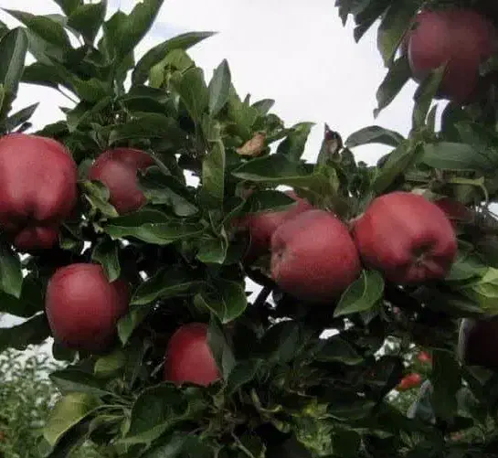 تولید نهال سیب ردچف|خدمات باغبانی و درختکاری|خلخال, |دیوار