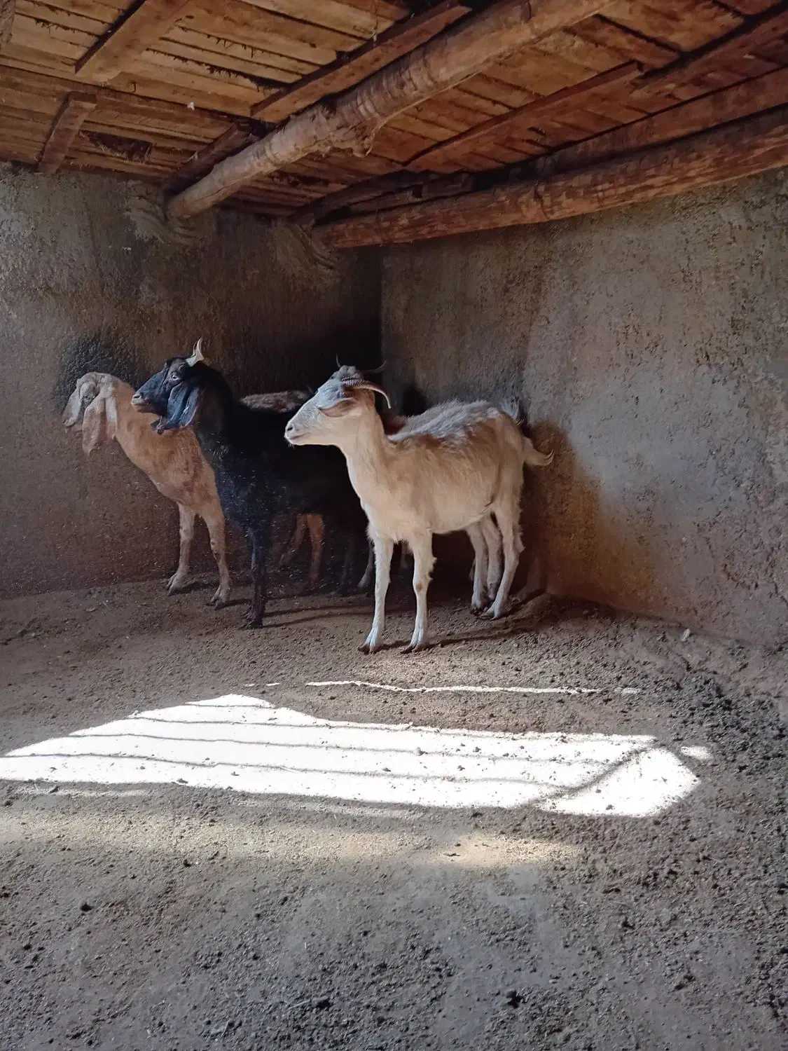 فروش ۴راس بز جوان شیروارآبستن|حیوانات مزرعه|بسطام, |دیوار