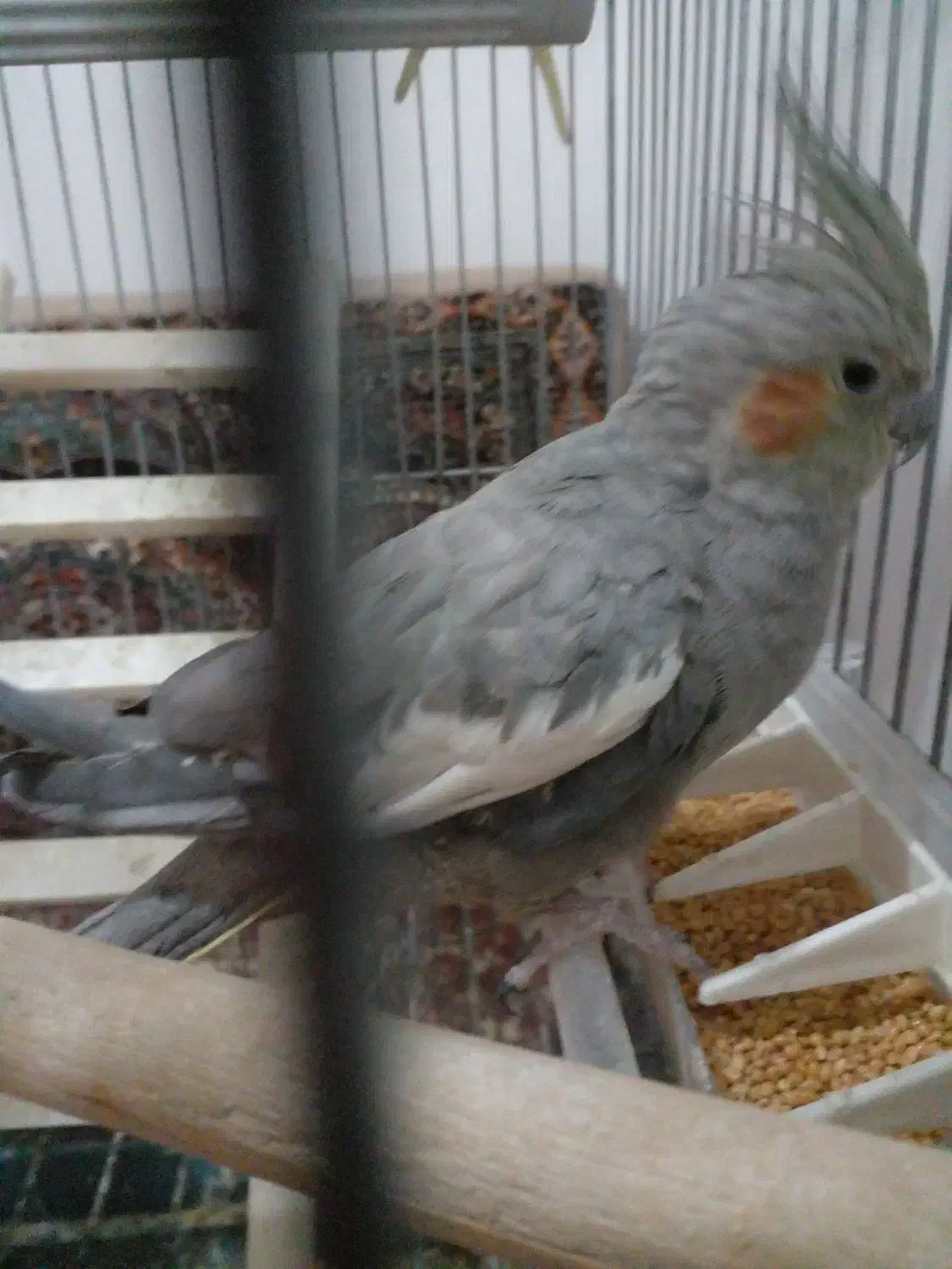 یک عدد عروس هلندی|پرنده|صباشهر, |دیوار