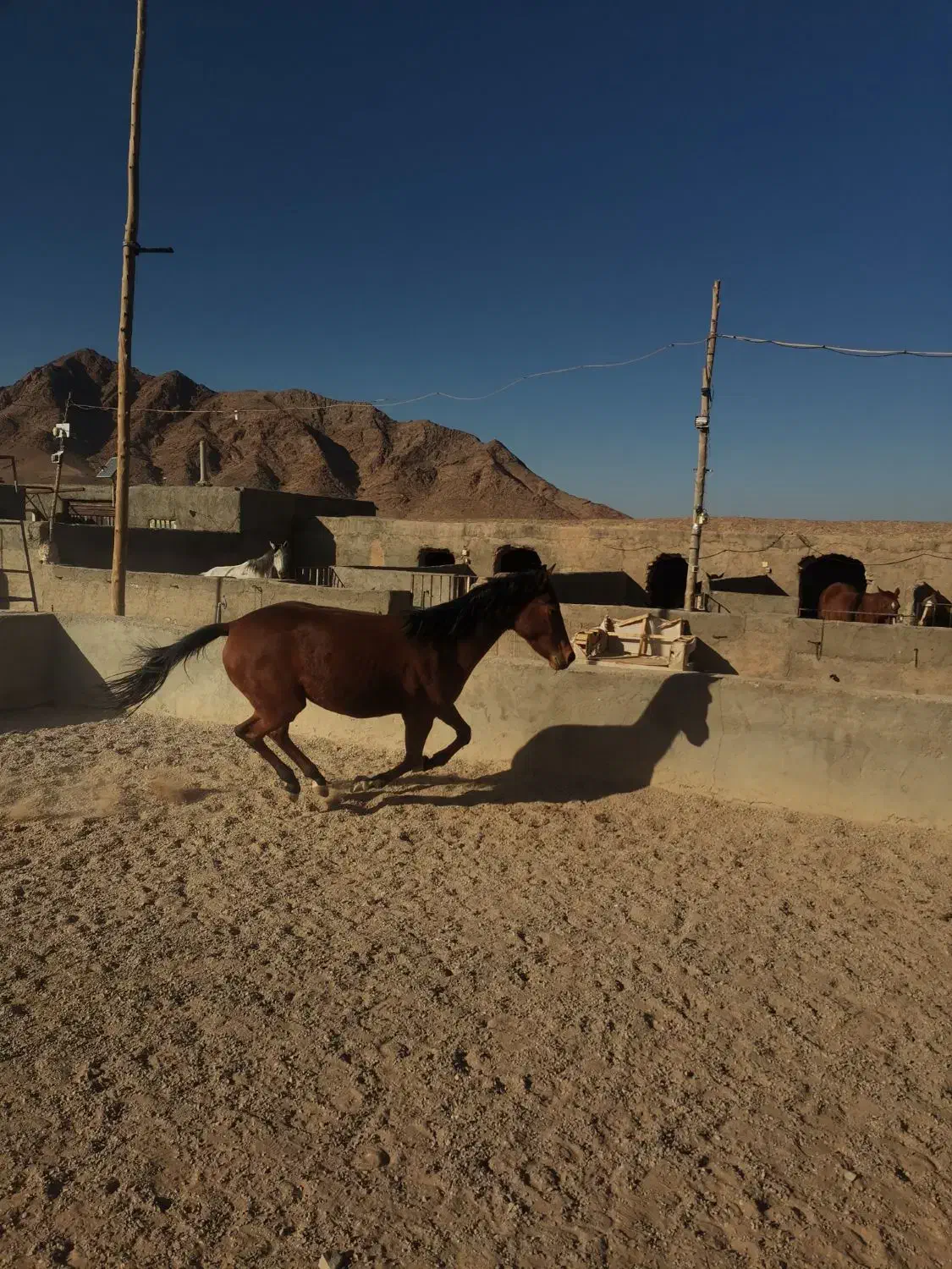 کره اسب نریون|اسب و تجهیزات اسب‌سواری|بجستان, |دیوار