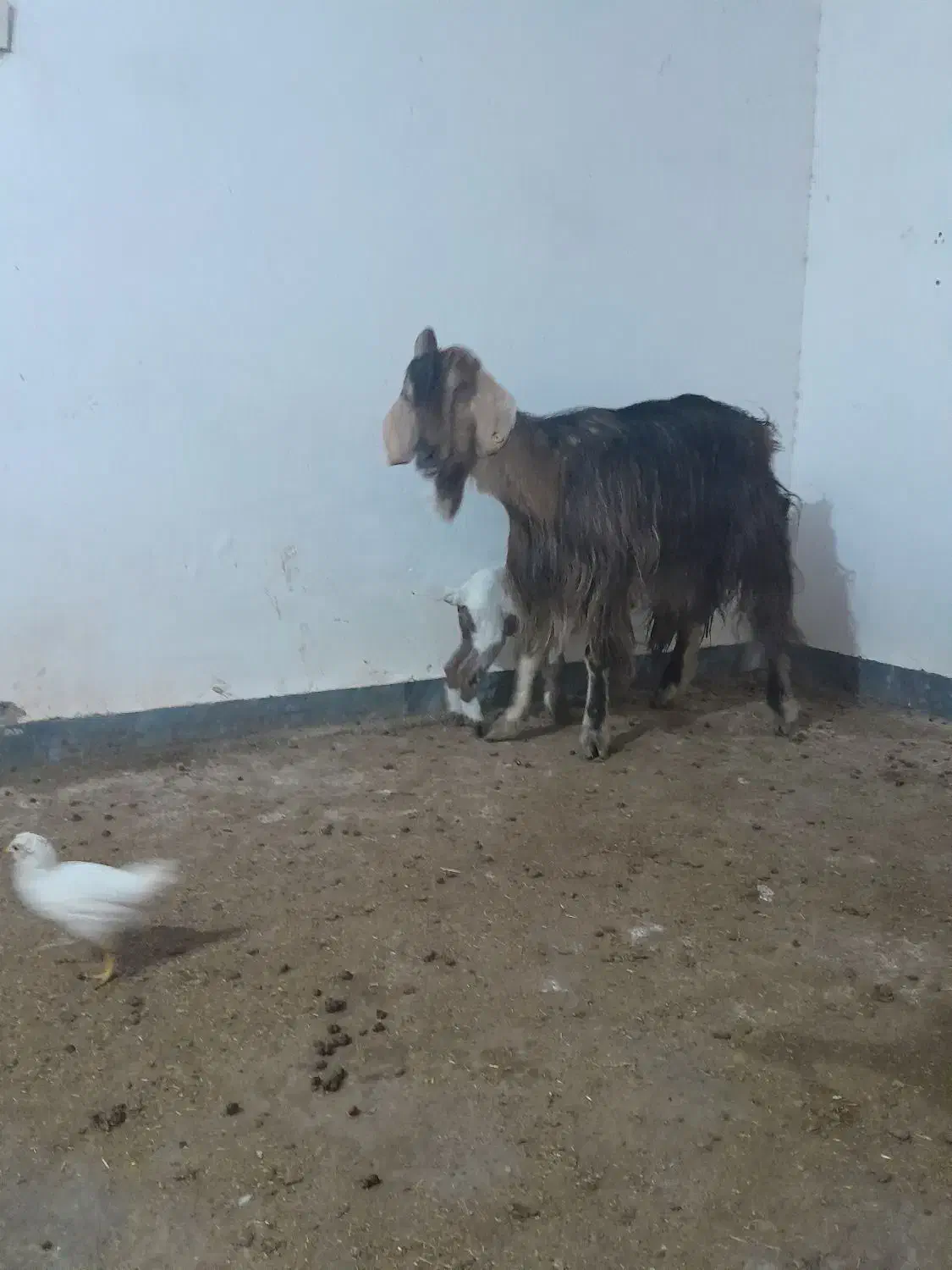 فروش بز وکهره|حیوانات مزرعه|بندر ماهشهر, |دیوار