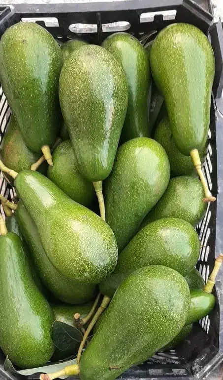 نهال آواکادو پیوندی|خدمات باغبانی و درختکاری|دالخانی, |دیوار