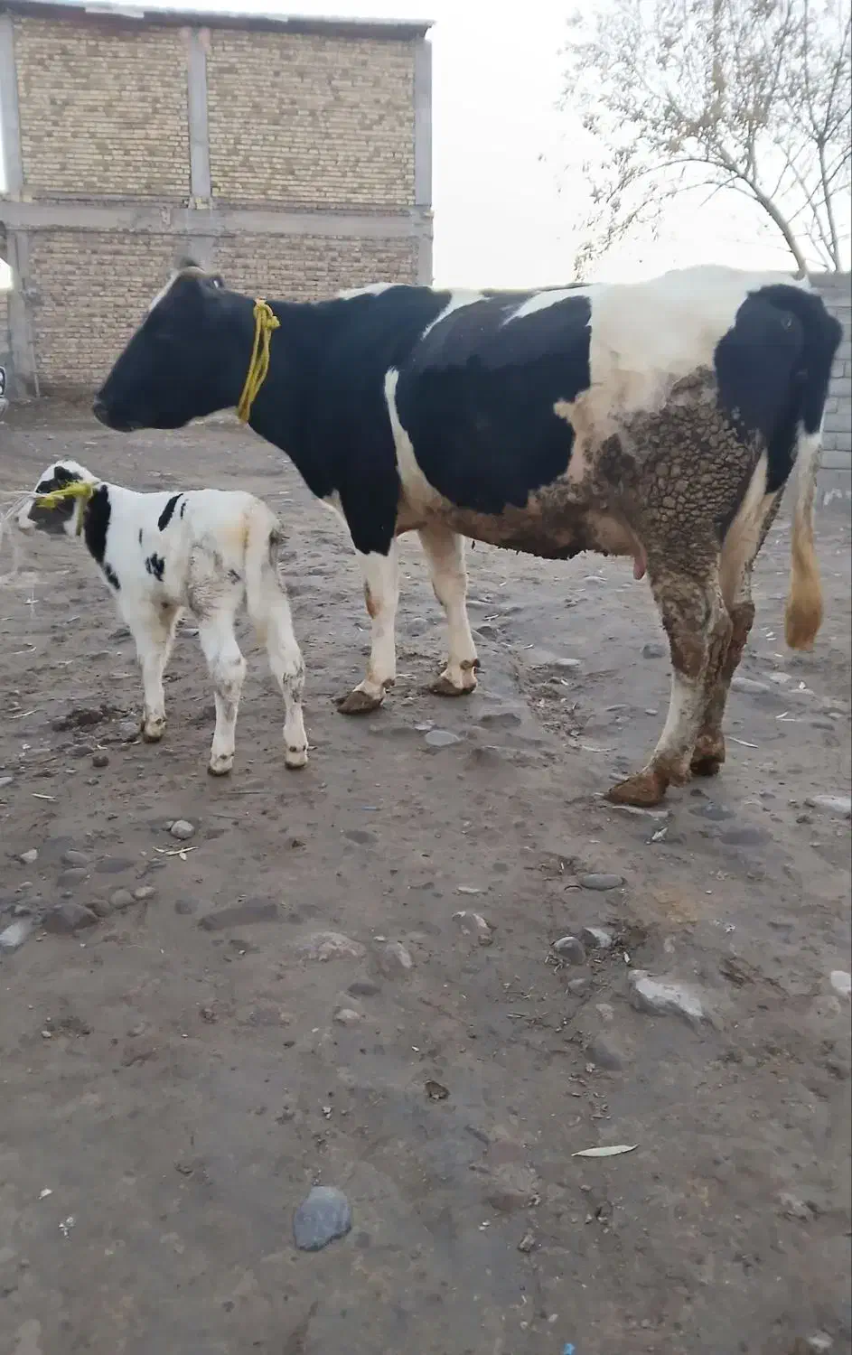 گاو صحرایی|حیوانات مزرعه|نظر کهریزی, |دیوار