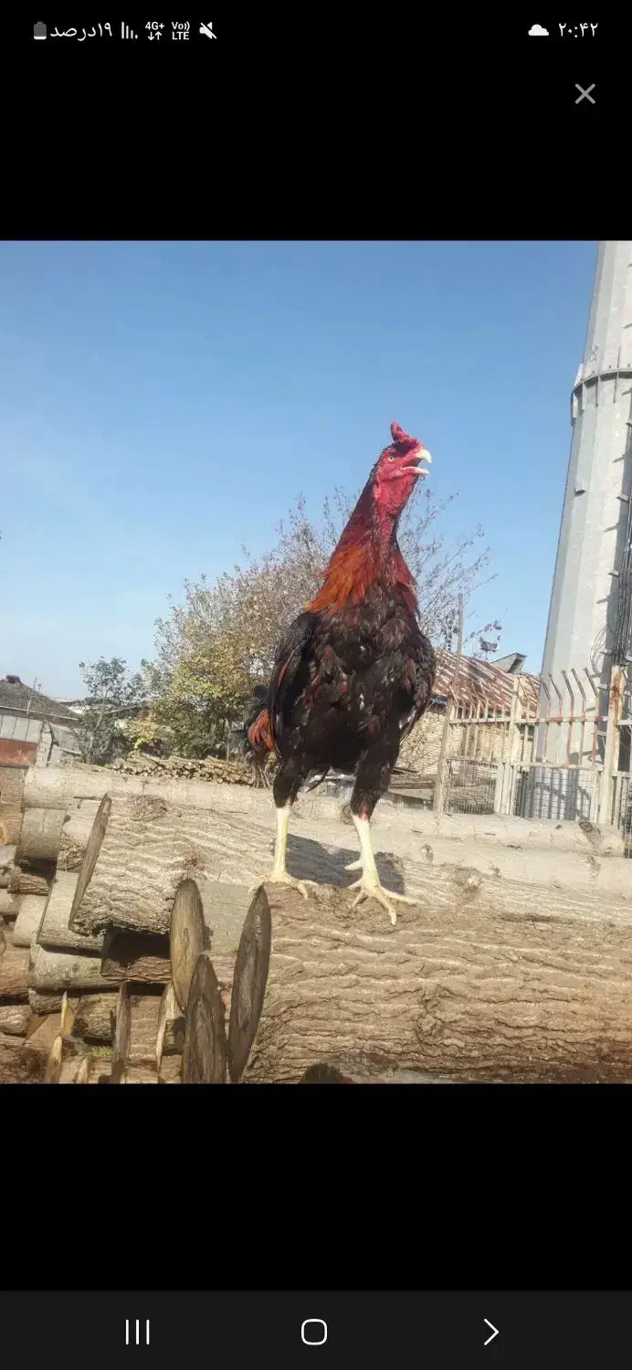 خروس|حیوانات مزرعه|لنگرود, |دیوار