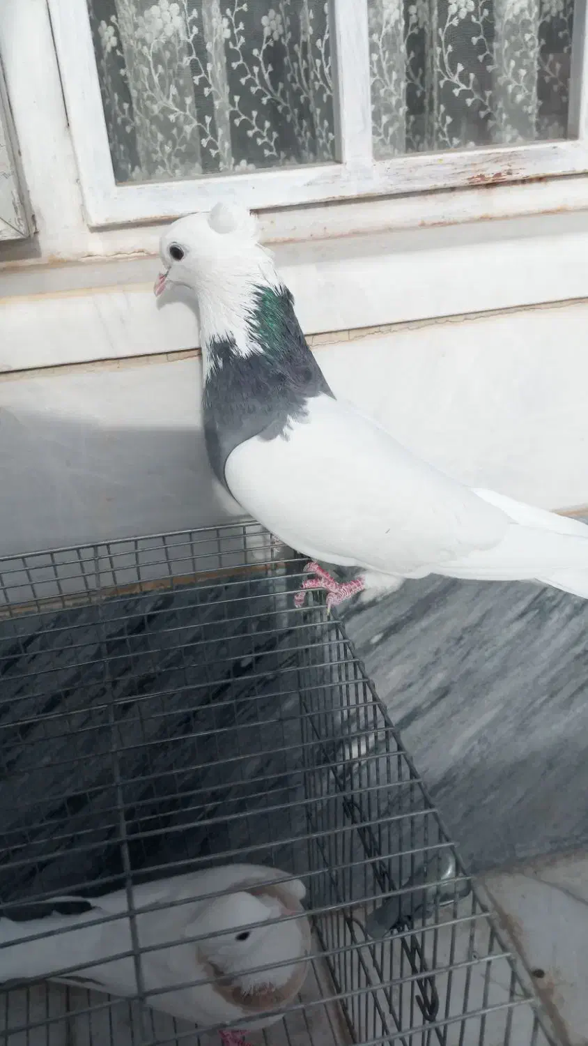 طوقی ماده|پرنده|قم, انصار‌الحسین|دیوار