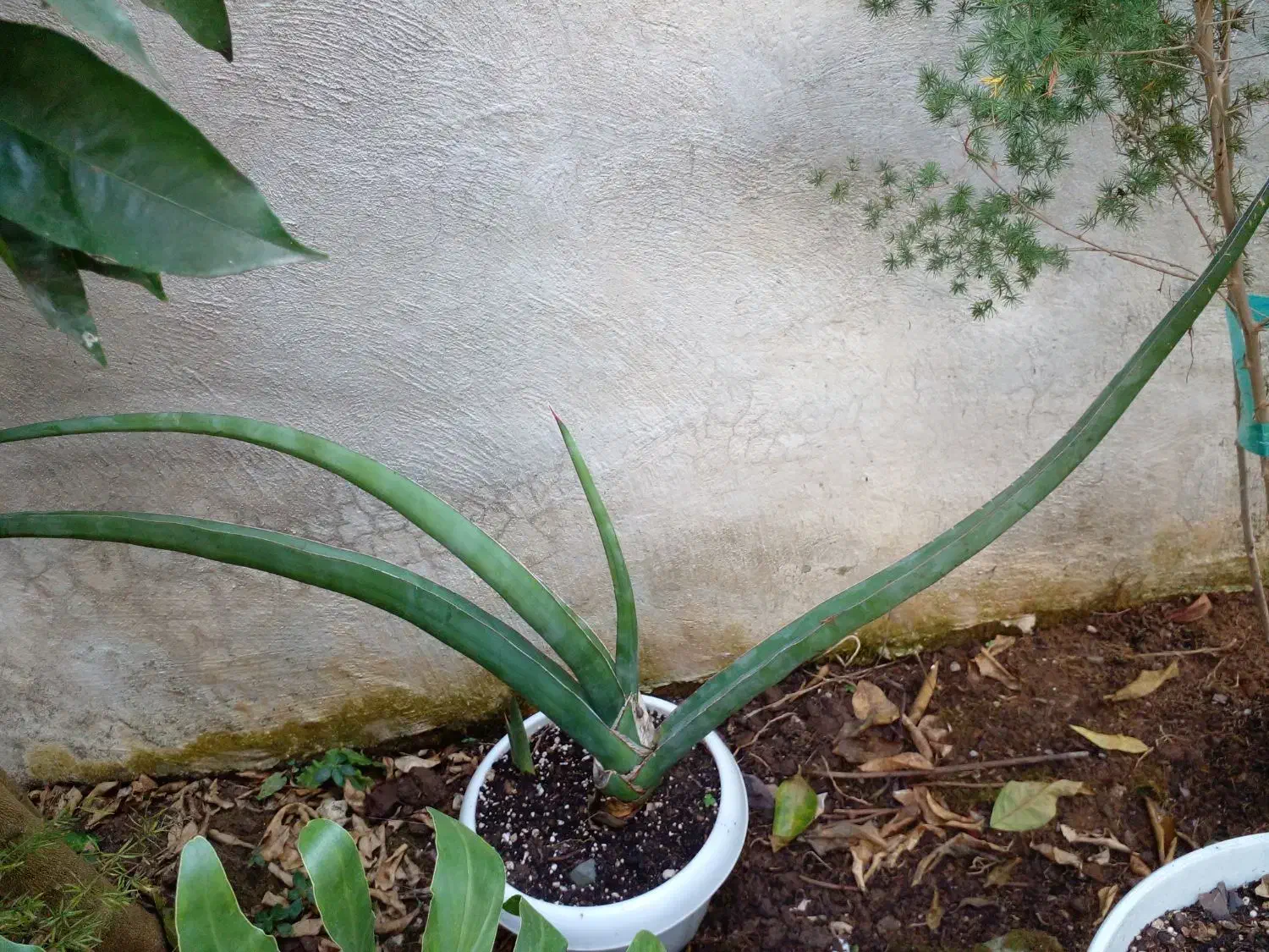 گل گل گل|گل و گیاه طبیعی|رشت, گلباغ نماز|دیوار