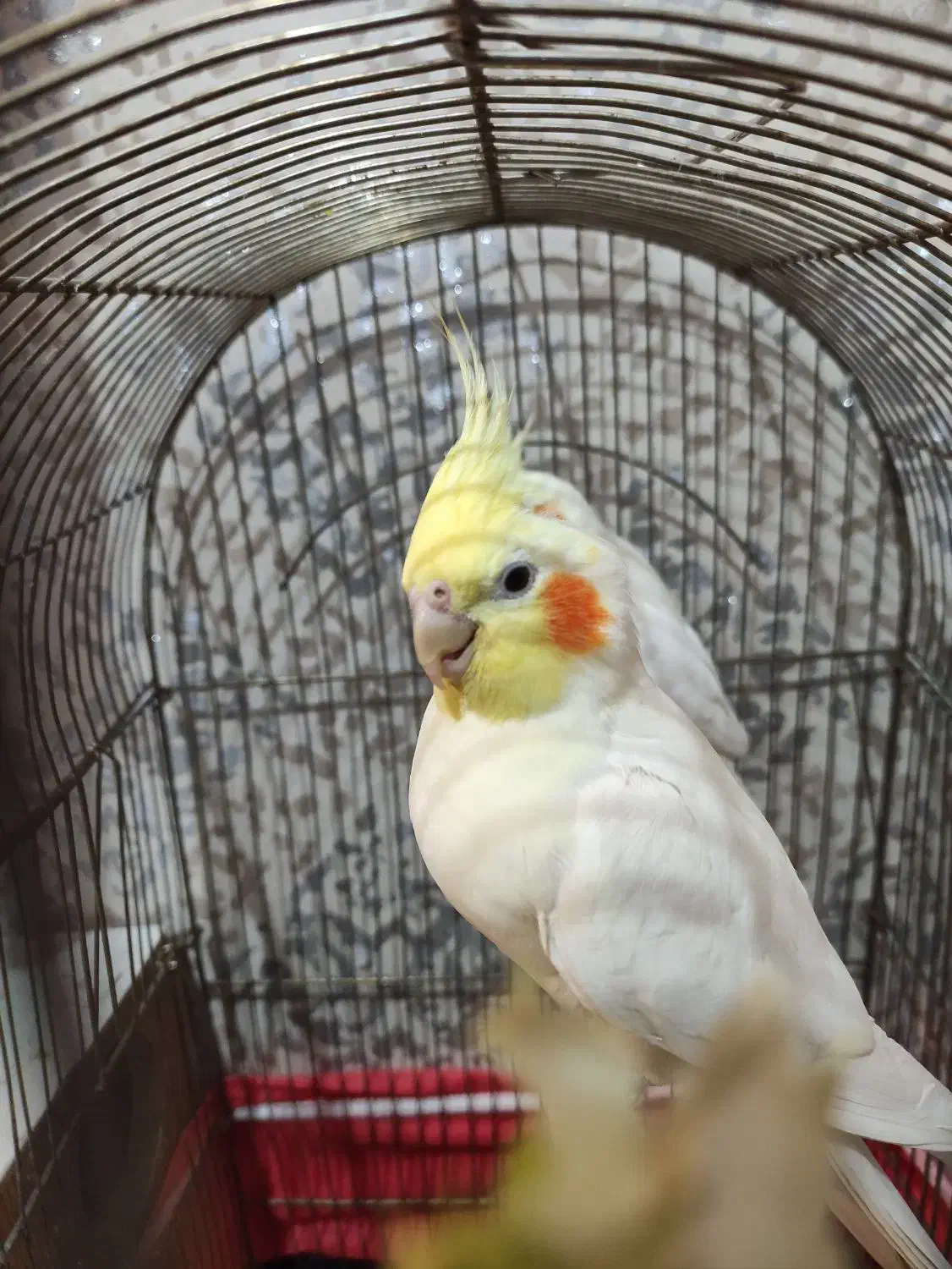 جفت لوتینو جوان با 4عدد جوجه تضمینی|پرنده|مشهد, کارمندان دوم|دیوار