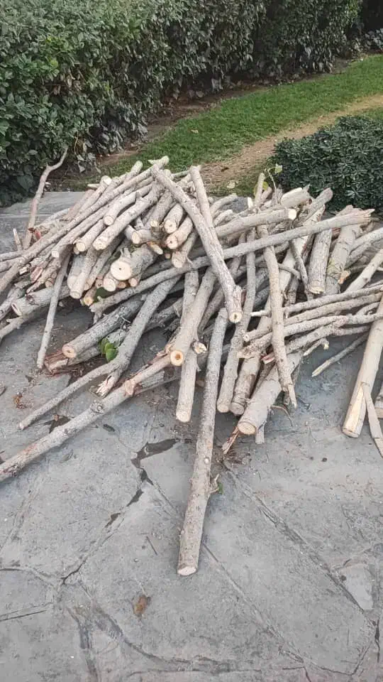 درخت خرید و برش درختان خشگ|خدمات باغبانی و درختکاری|محمدشهر, محمدشهر|دیوار