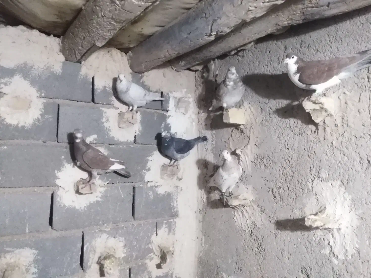 کبوتر پرشی|پرنده|فاروج, |دیوار