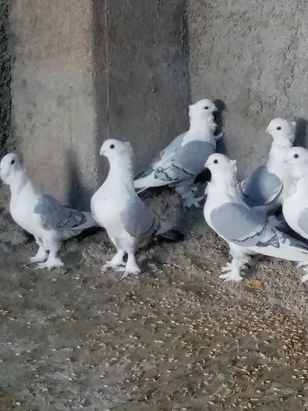 کبوتر کفتر ساتن بلژیکی|پرنده|کوهرنگ, |دیوار