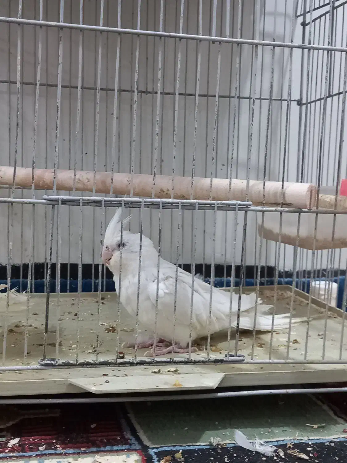 عروس هلندی|پرنده|دوگنبدان, |دیوار