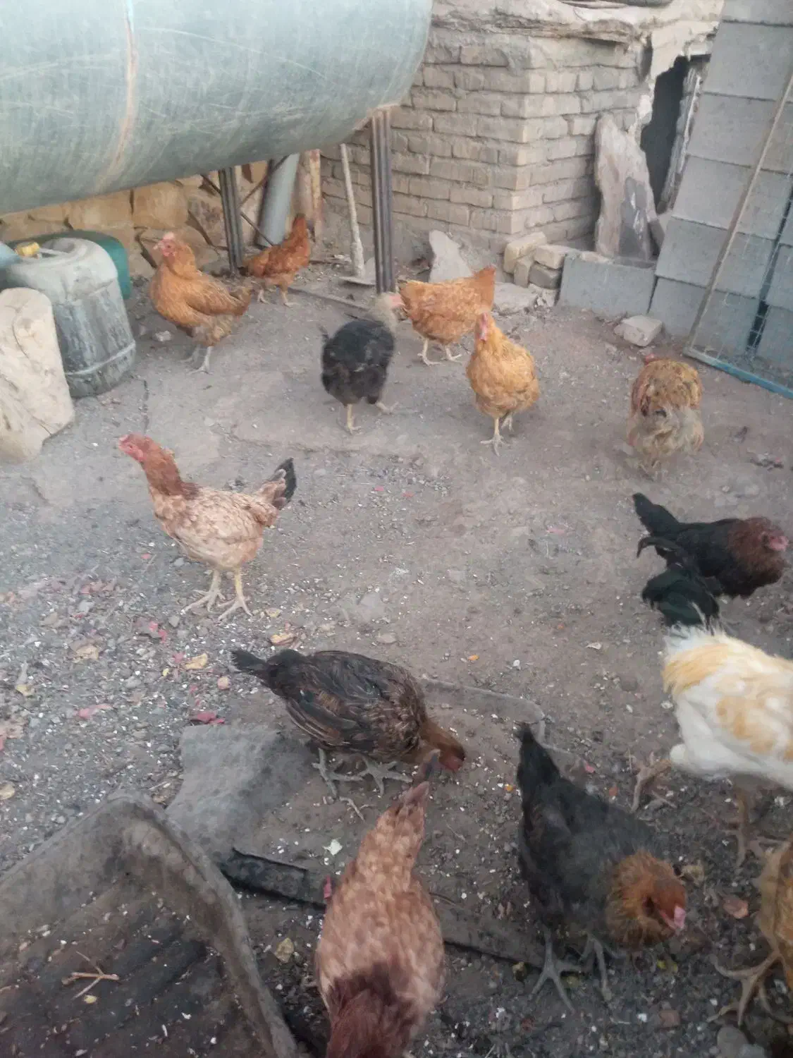 سلام مرغ سیاه تخمی|حیوانات مزرعه|سبزوار, قصبه غربی|دیوار