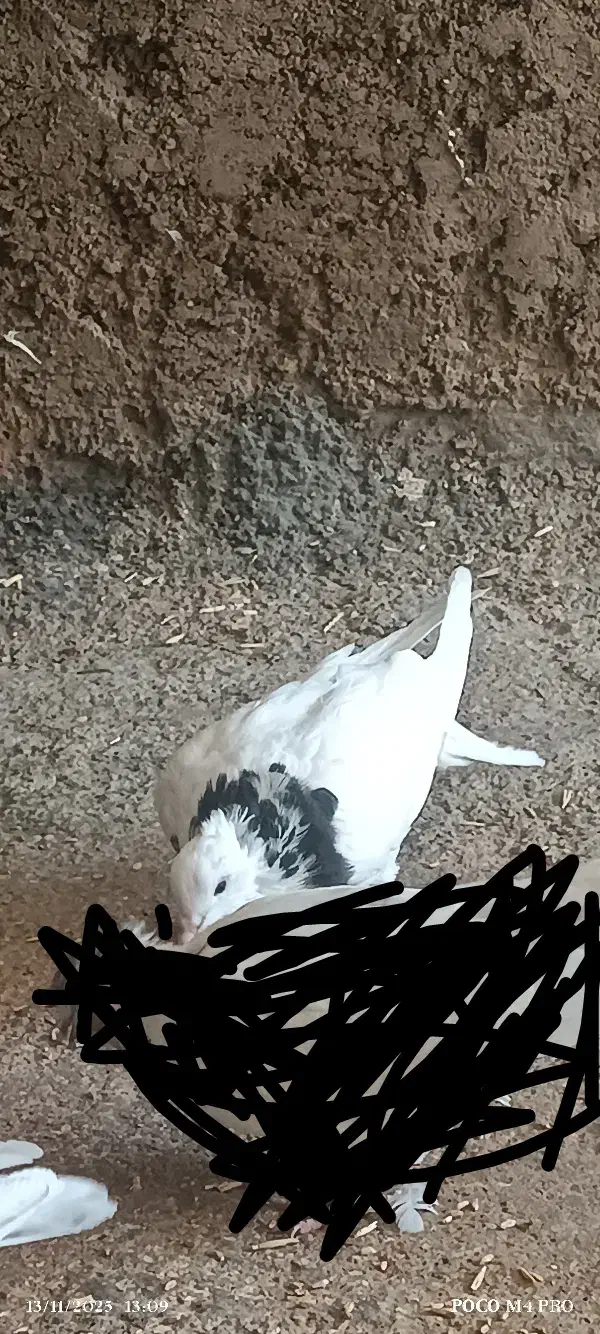 کبوتر فروشی|پرنده|ایوان, |دیوار