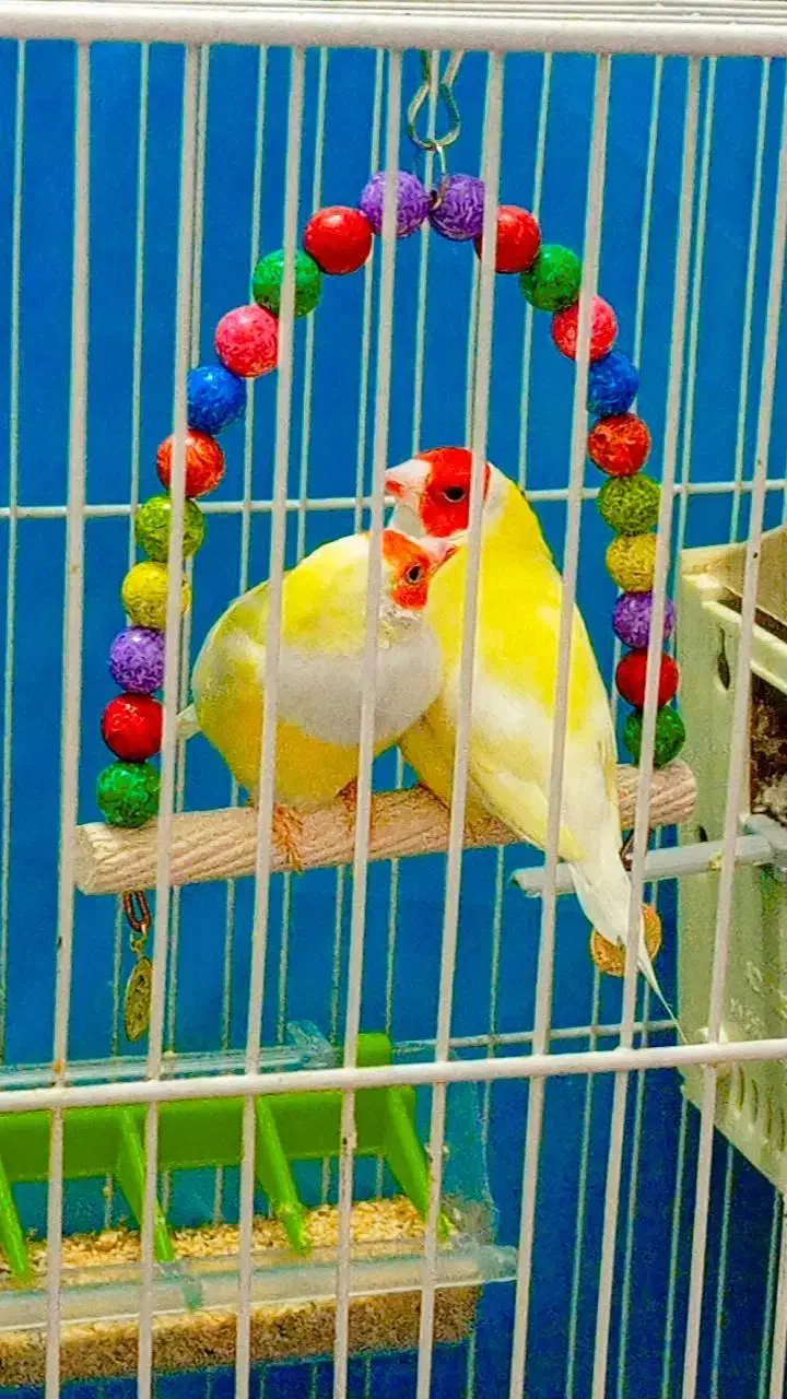 دوجفت فنچ گلدین عالی ومولد|پرنده|گلبهار, شهر جدید گلبهار|دیوار