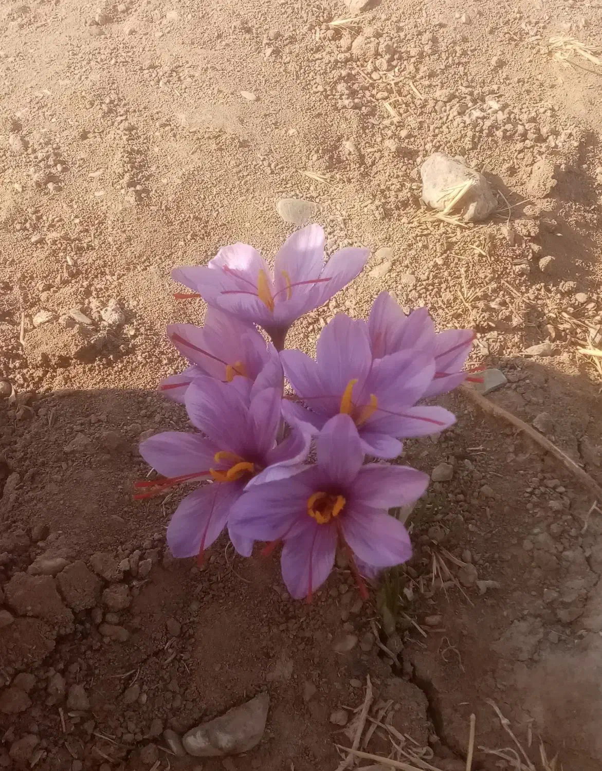 زعفران نگین|خوردنی و آشامیدنی|نیشابور, امام|دیوار