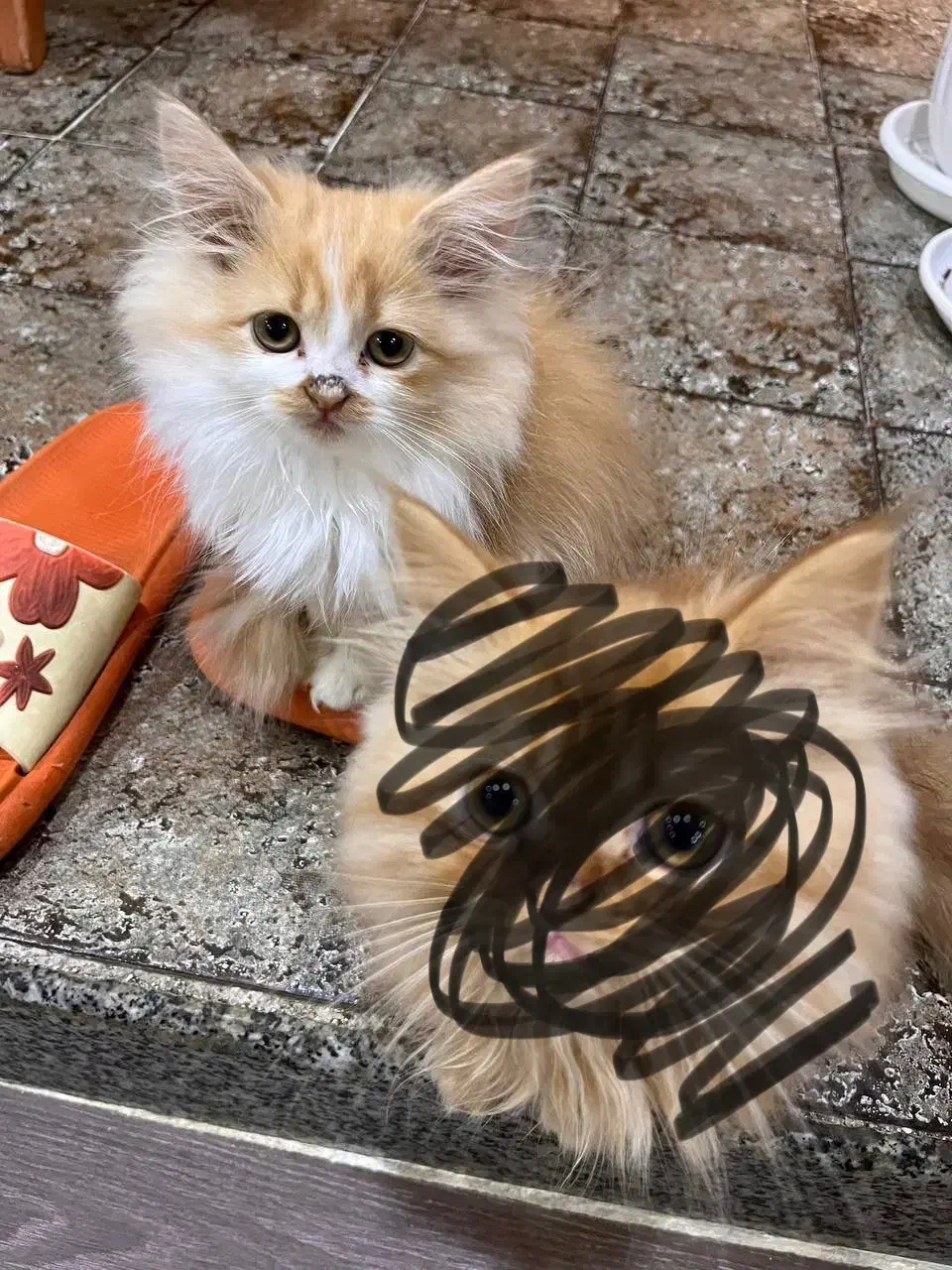 واگذاری گربه ماده|گربه|گنبد کاووس, |دیوار