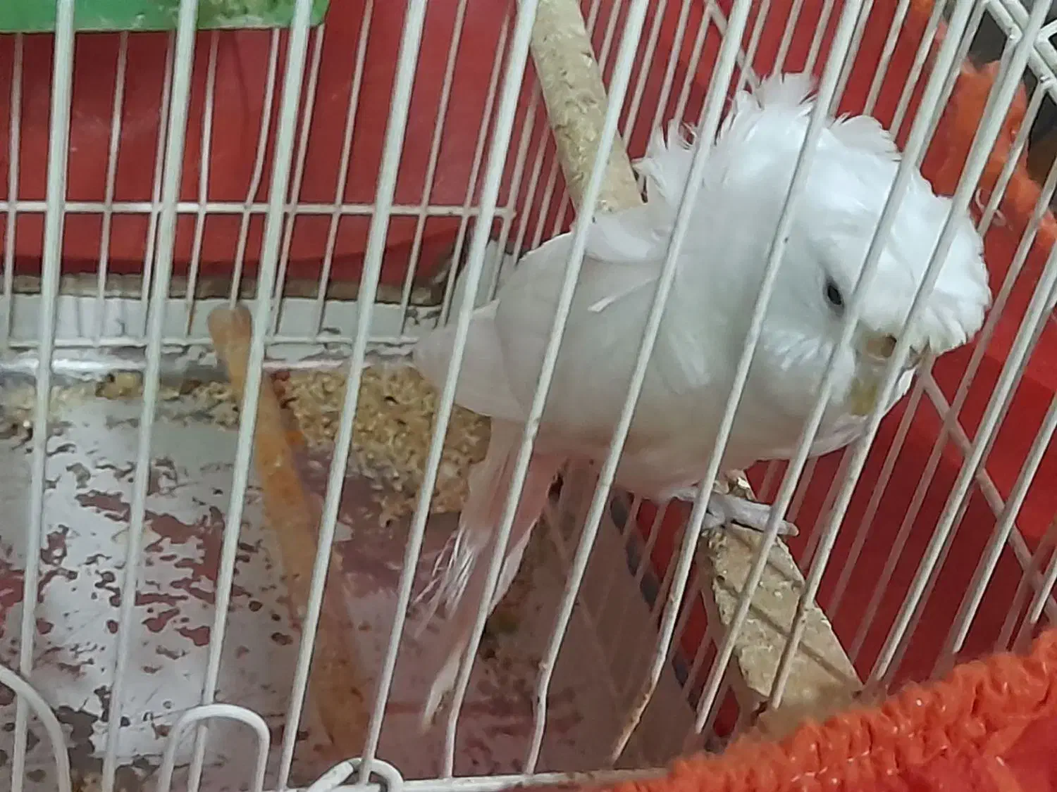 مرغ عشق قناری|پرنده|کرمان, |دیوار