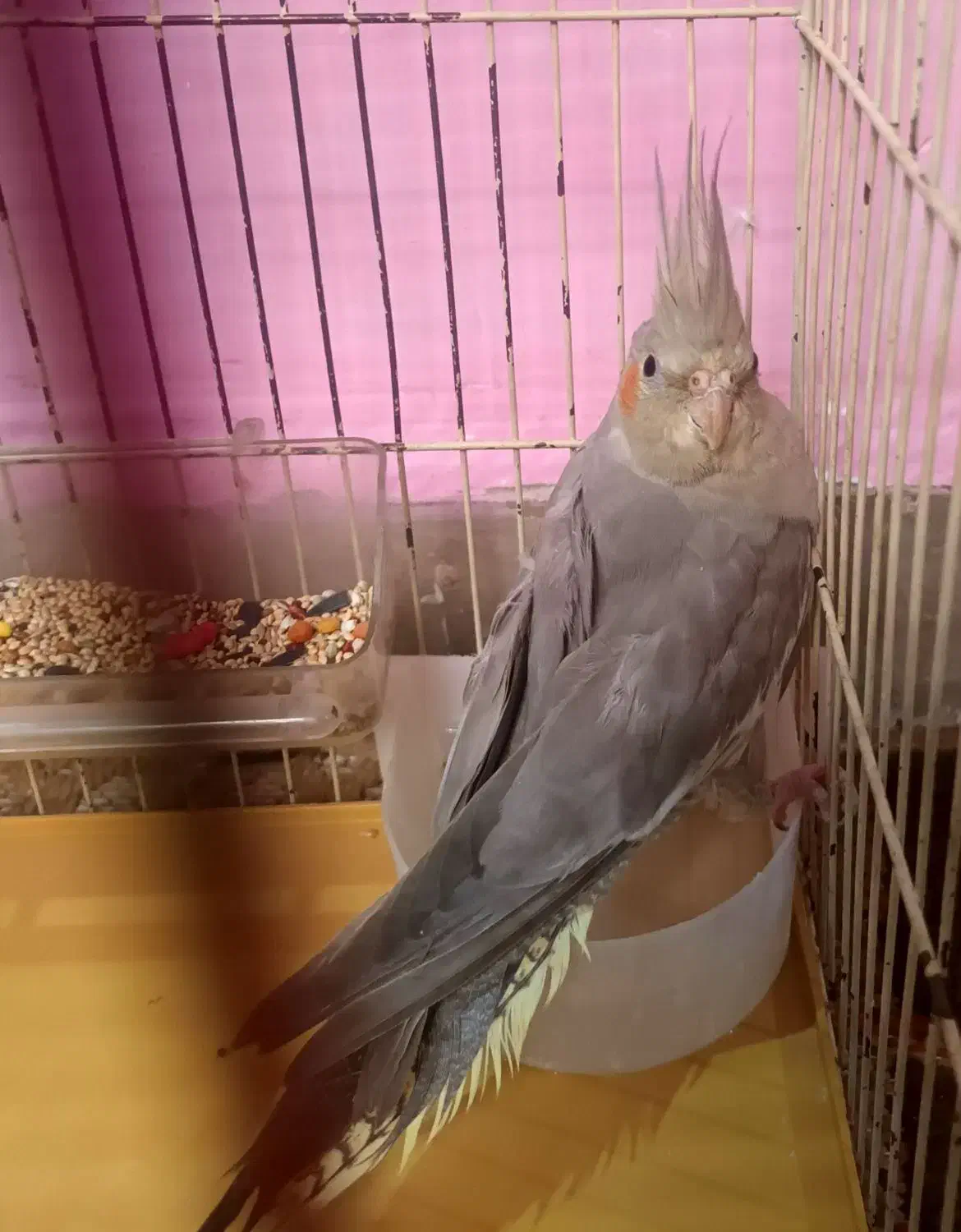 جوجه عروس هلندی|پرنده|بروجرد, |دیوار