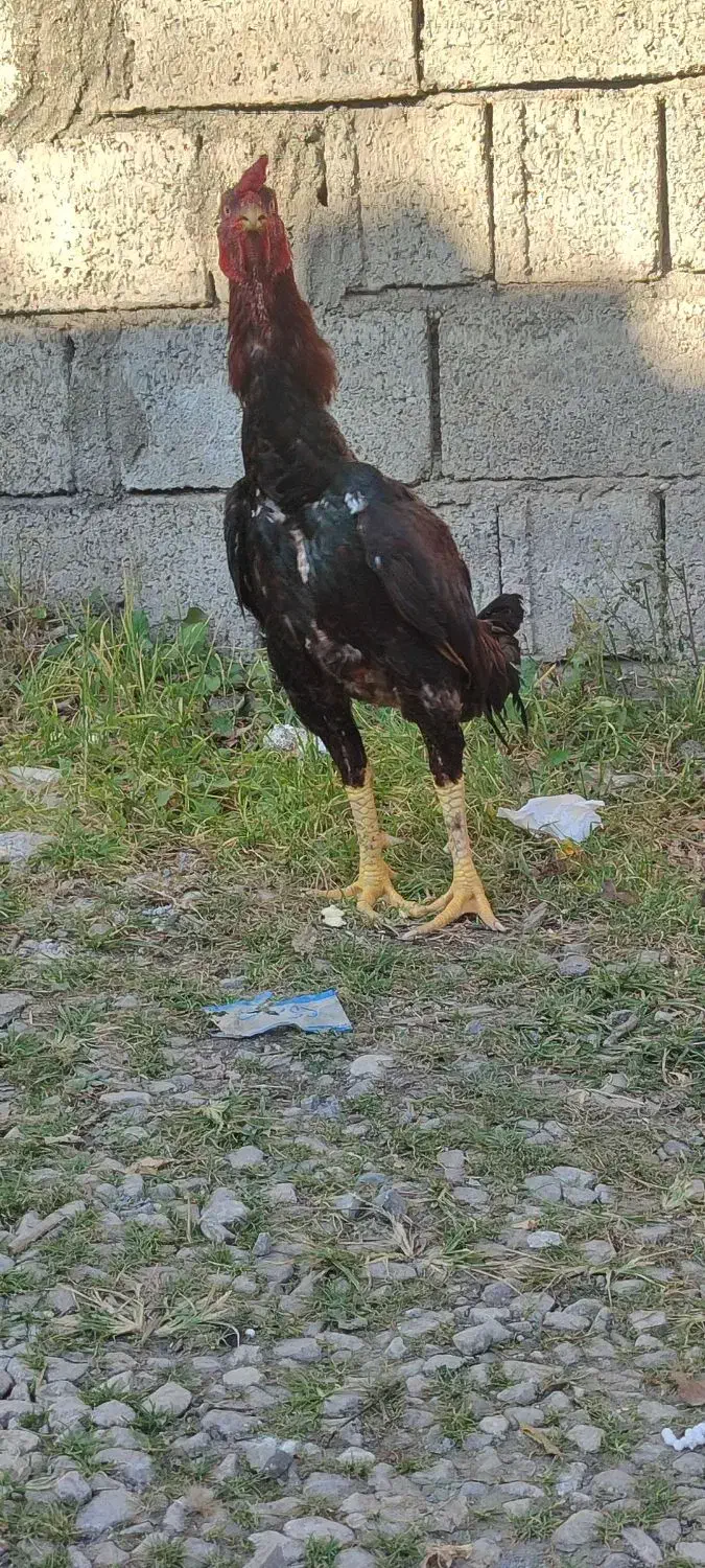 خروس لاری سن یکو نیم سال همه جوره سالم|حیوانات مزرعه|نوشهر, |دیوار