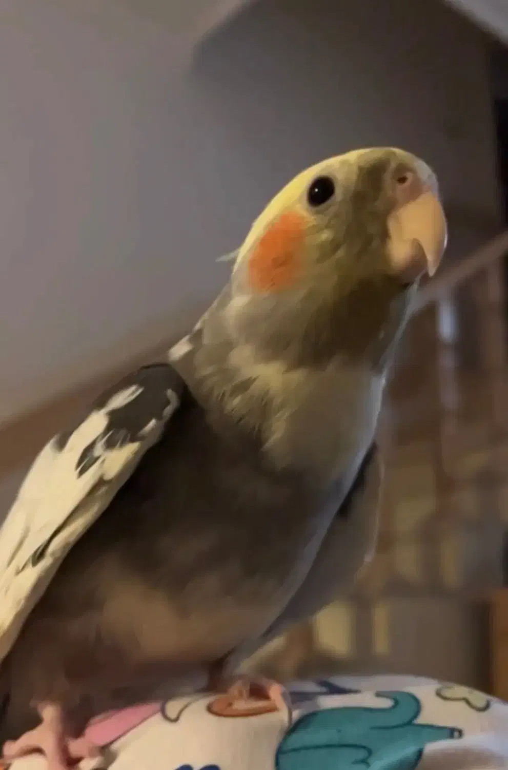 عروس هلندی|حیوانات|برازجان, |دیوار