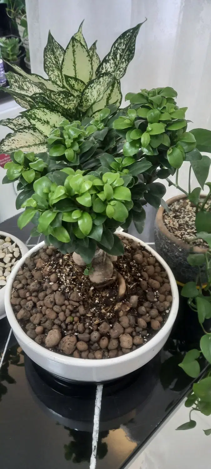 بونسای|گل و گیاه طبیعی|تهران, فلاح|دیوار
