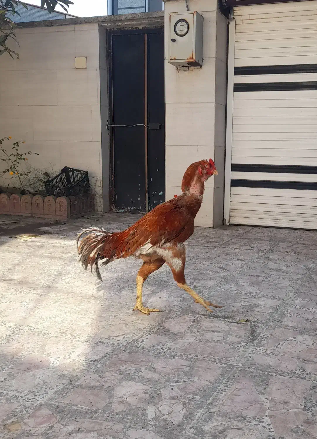 خروس لاری|حیوانات مزرعه|بندر انزلی, عباس آباد|دیوار