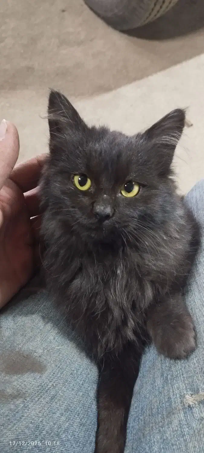 گربه خانگی|گربه|مرند, |دیوار