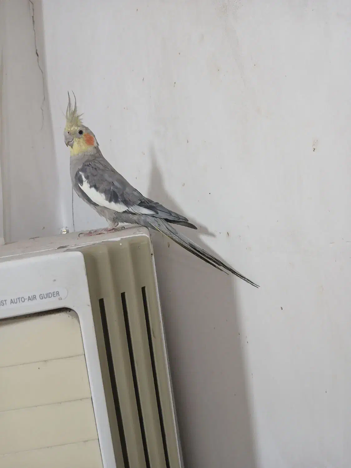 عروس|پرنده|اهواز, آسیاباد|دیوار