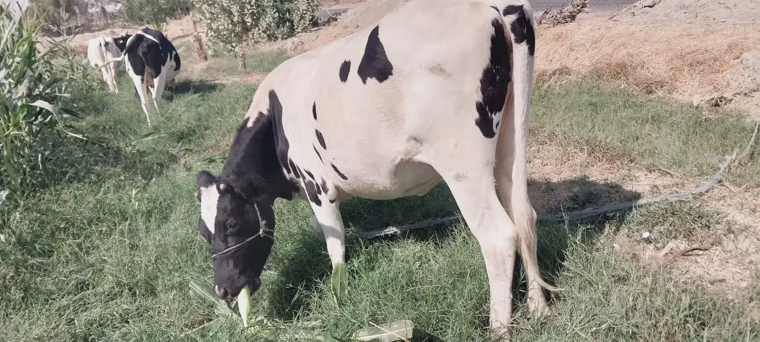 پراپ فروشی|حیوانات مزرعه|ایرانشهر, |دیوار