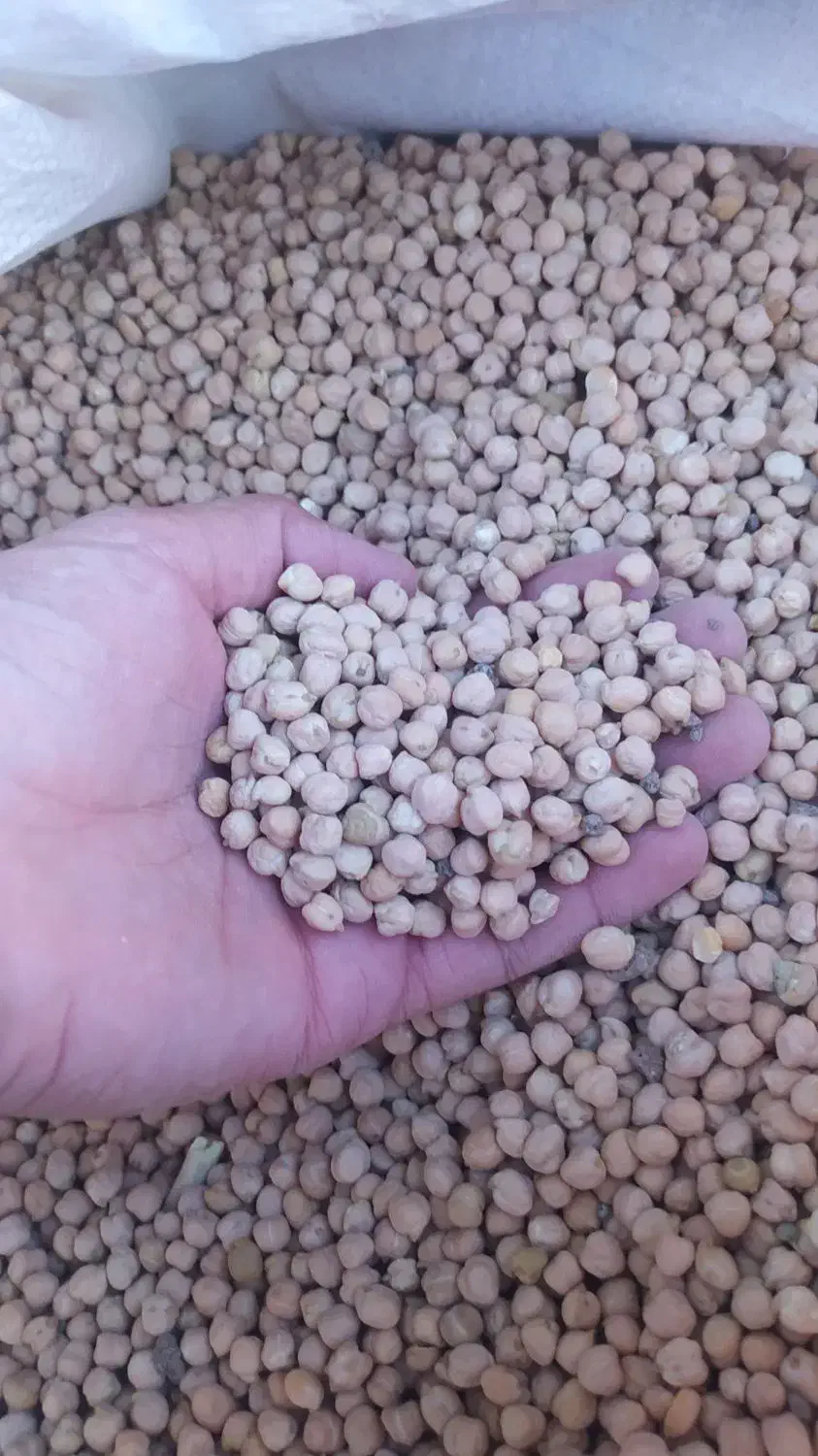 نخود|خوردنی و آشامیدنی|ایلام, |دیوار