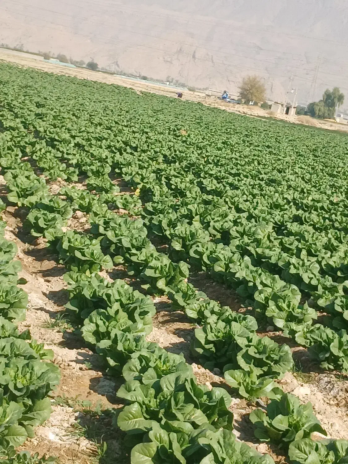 کاهو|اجارهٔ دفتر صنعتی، کشاورزی، تجاری|کازرون, |دیوار