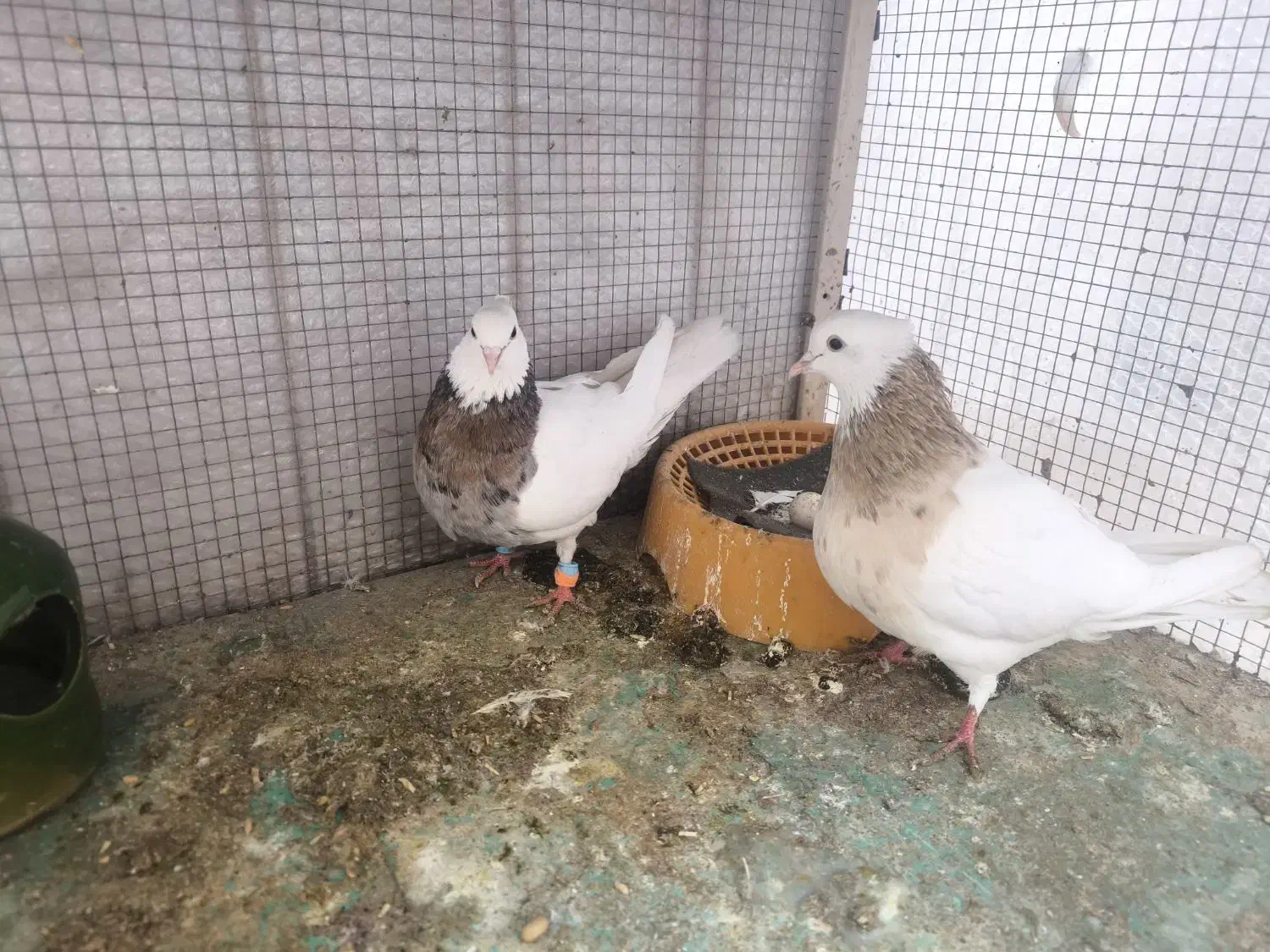 کبوتر طوقی|پرنده|خمینی‌شهر, |دیوار