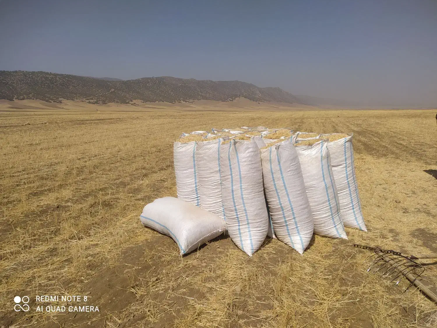 کاه گندم|لوازم جانبی حیوانات|ایلام, |دیوار