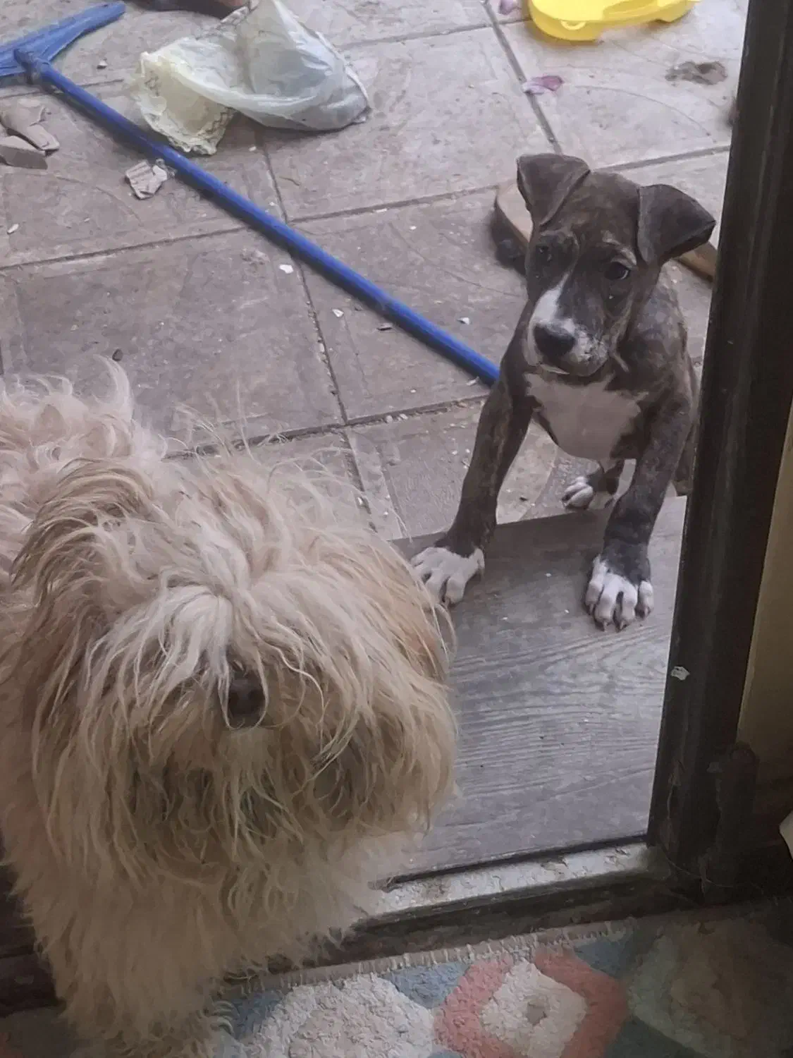 پیتبول و شیتزو|سگ|مراغه, |دیوار