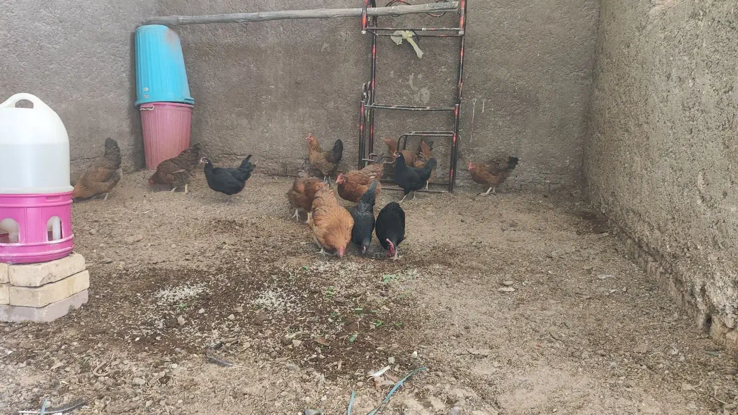 مرغ و خروس|حیوانات مزرعه|حمیدیه, |دیوار