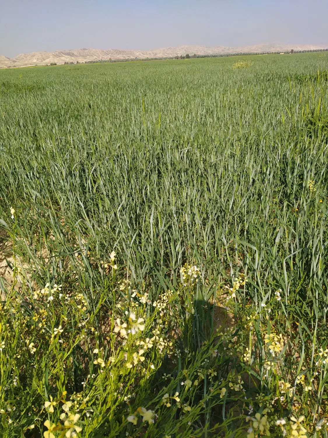 زمین کشاورزی فراشبند|فروش دفتر صنعتی، کشاورزی، تجاری|فراشبند, |دیوار