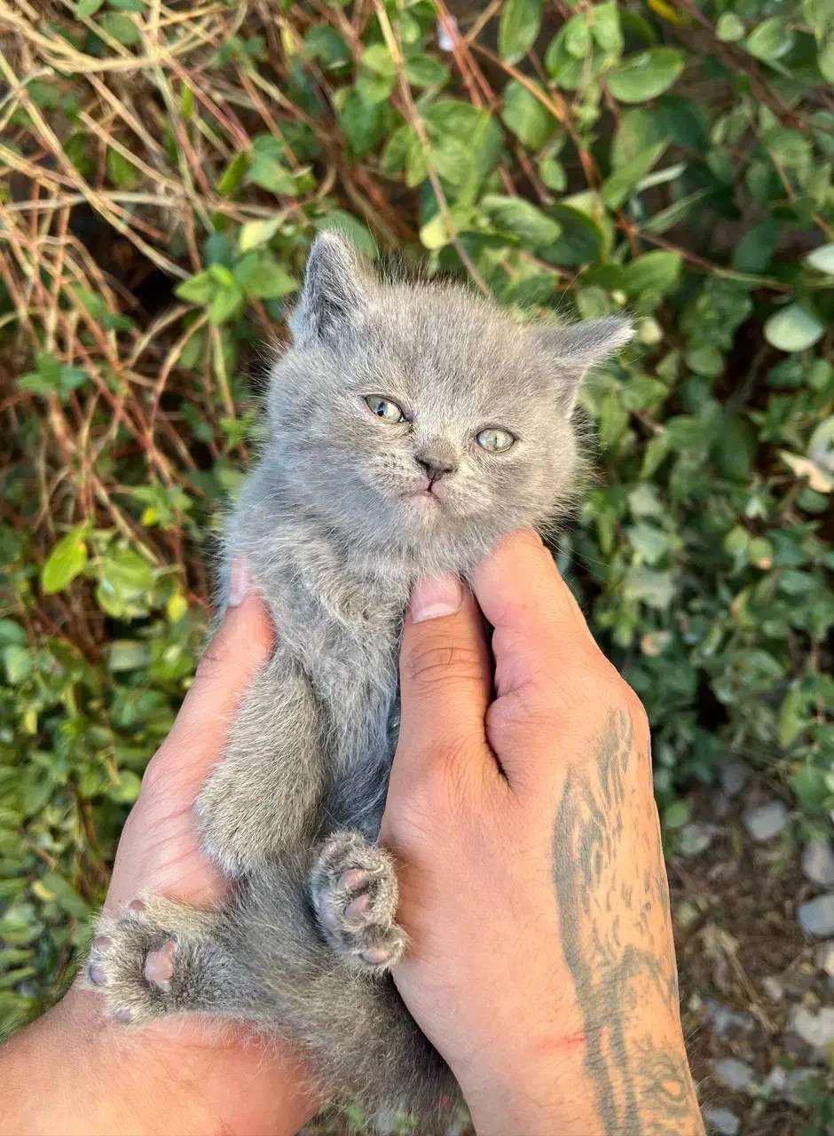 گربه بریتیش فلد بلو|گربه|محمودآباد, |دیوار