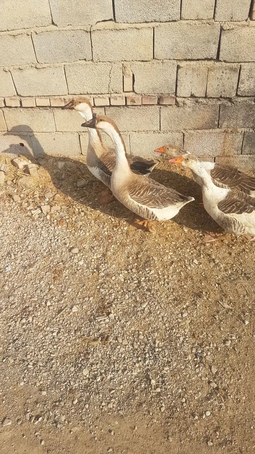 قوغاز|حیوانات مزرعه|گنبد کاووس, |دیوار