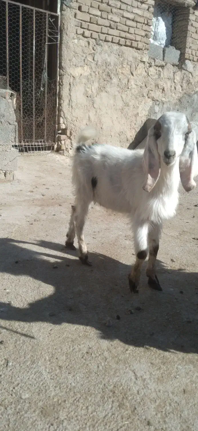 بزغاله نره|حیوانات مزرعه|بجنورد, |دیوار