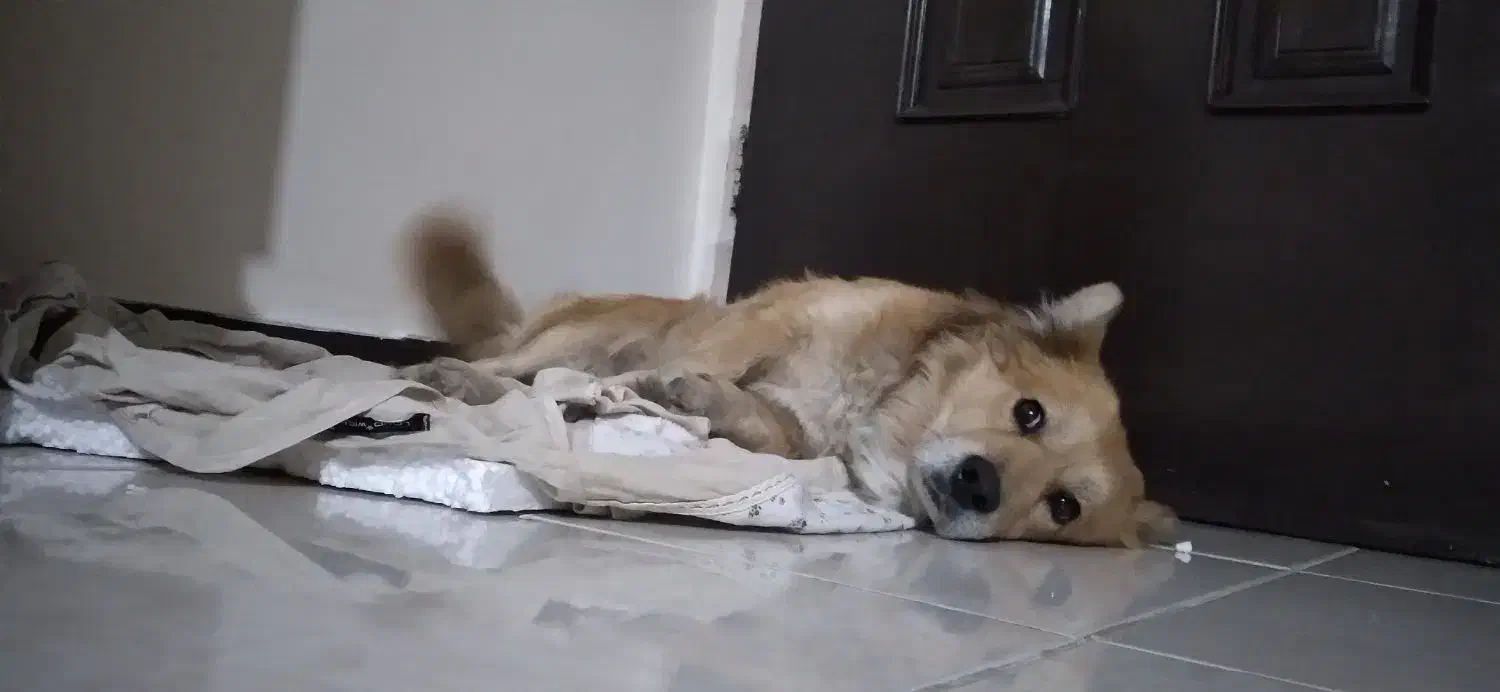 سگ نژاد کورگی اشپیتز|سگ|فردیس, سرحد آباد|دیوار