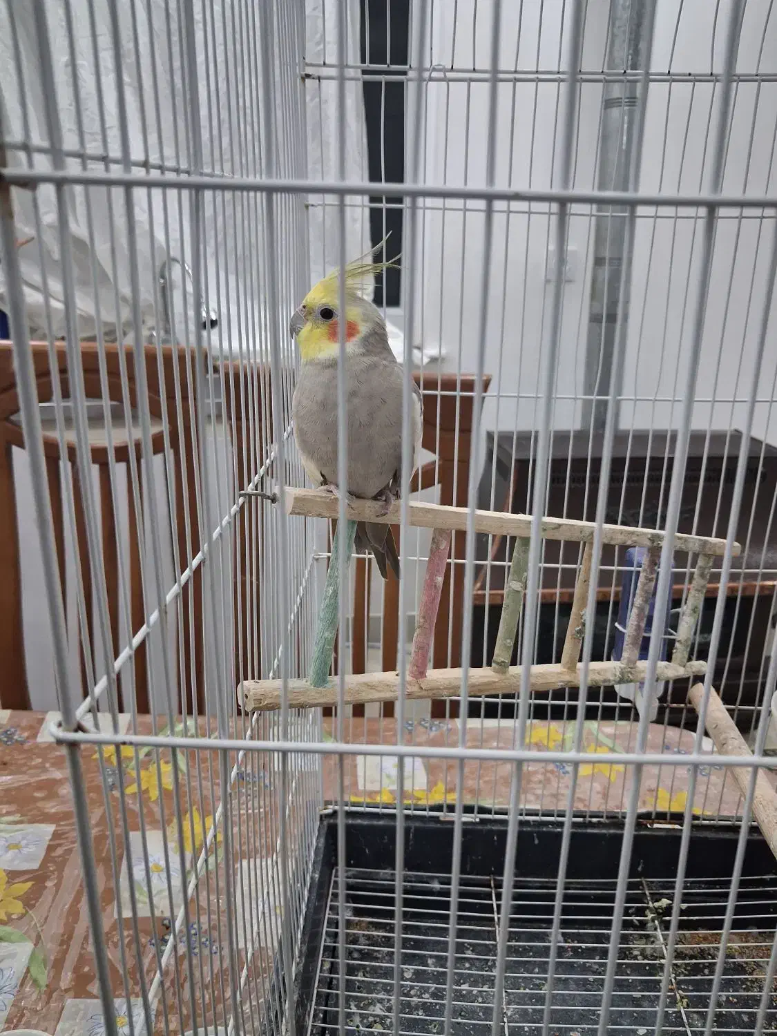 طوطی عروس بالغ|پرنده|آستانه اشرفیه, |دیوار