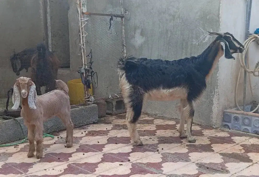 بز های کهره دار|حیوانات مزرعه|برازجان, |دیوار